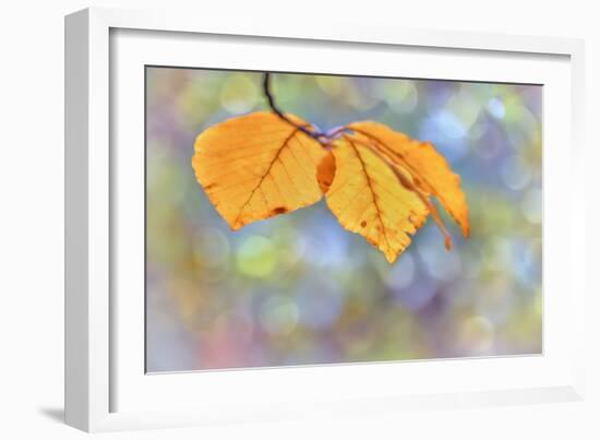 Beech Leaves-Cora Niele-Framed Giclee Print