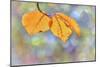 Beech Leaves-Cora Niele-Mounted Giclee Print