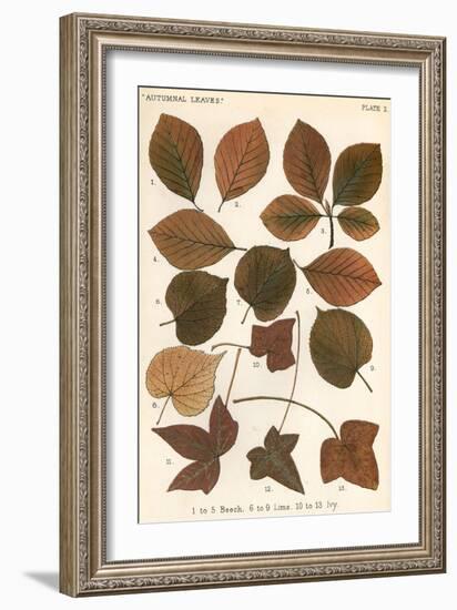 Beech, Lime, Ivy Leaves-null-Framed Art Print