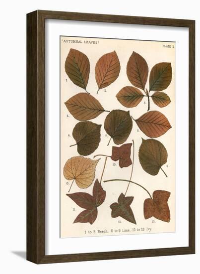 Beech, Lime, Ivy Leaves-null-Framed Art Print