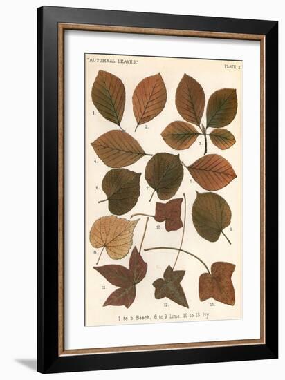 Beech, Lime, Ivy Leaves-null-Framed Art Print