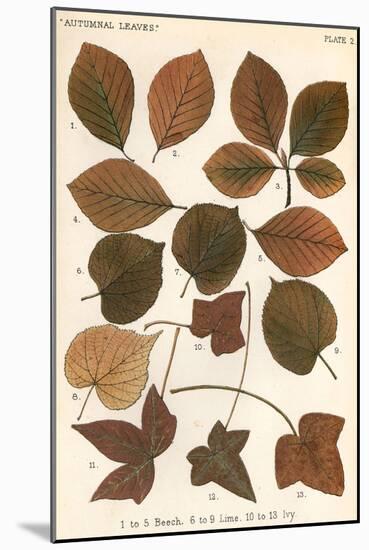 Beech, Lime, Ivy Leaves-null-Mounted Art Print