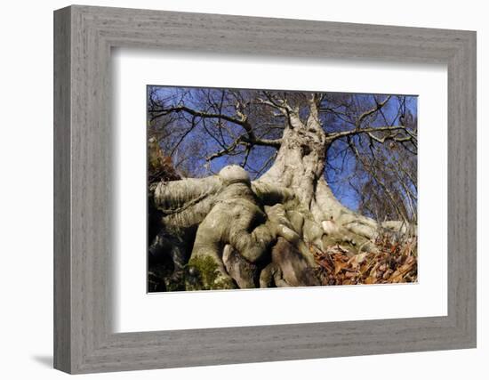 Beech mature tree in winter, Paxton House Estate, Berwickshire, Scotland, December-Laurie Campbell-Framed Photographic Print