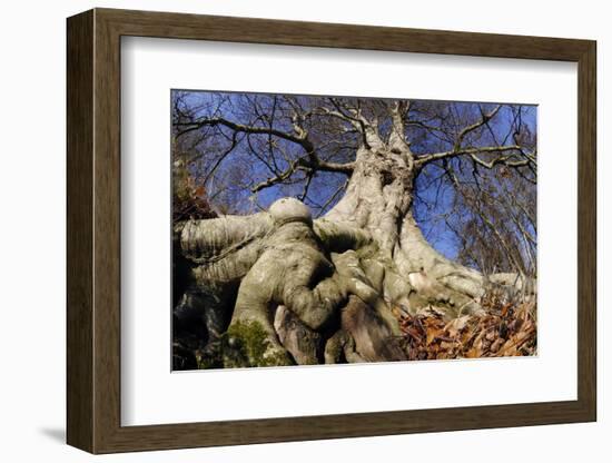 Beech mature tree in winter, Paxton House Estate, Berwickshire, Scotland, December-Laurie Campbell-Framed Photographic Print