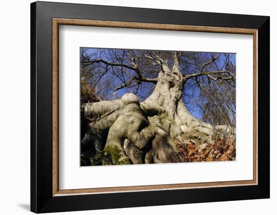 Beech mature tree in winter, Paxton House Estate, Berwickshire, Scotland, December-Laurie Campbell-Framed Photographic Print