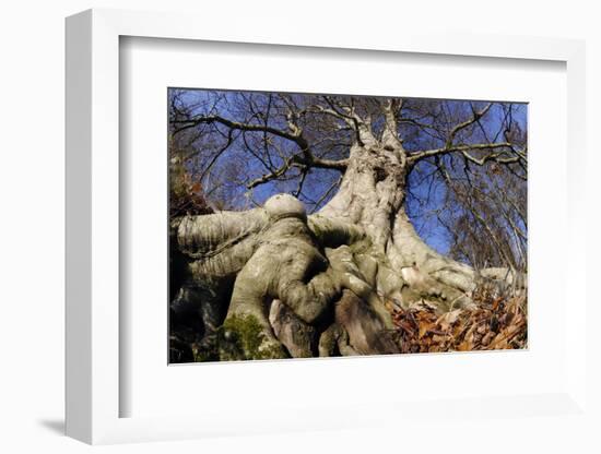 Beech mature tree in winter, Paxton House Estate, Berwickshire, Scotland, December-Laurie Campbell-Framed Photographic Print