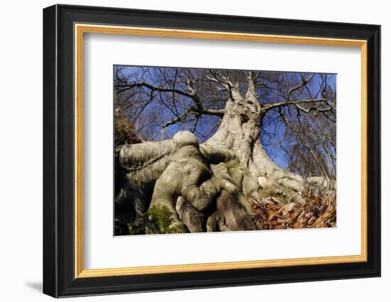 Beech mature tree in winter, Paxton House Estate, Berwickshire, Scotland, December-Laurie Campbell-Framed Photographic Print