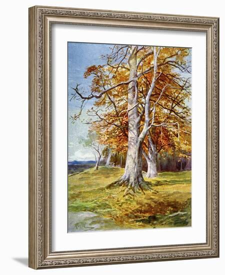 Beech Tree, Autumn, 1900-John MacWhirter-Framed Giclee Print