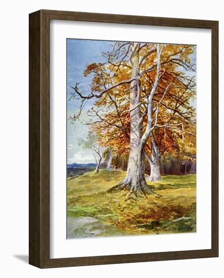 Beech Tree, Autumn, 1900-John MacWhirter-Framed Giclee Print