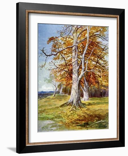 Beech Tree, Autumn, 1900-John MacWhirter-Framed Giclee Print