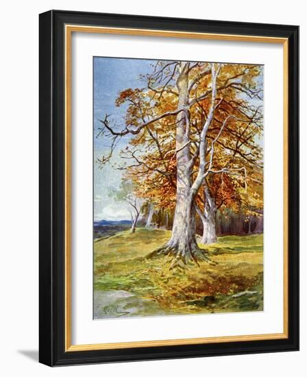 Beech Tree, Autumn, 1900-John MacWhirter-Framed Giclee Print