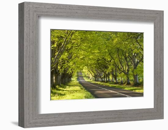 Beech Tree Avenue Early One Spring Morning, Nr Wimborne, Dorset, England. Spring-Adam Burton-Framed Photographic Print