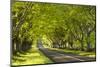 Beech Tree Avenue Early One Spring Morning, Nr Wimborne, Dorset, England. Spring-Adam Burton-Mounted Photographic Print