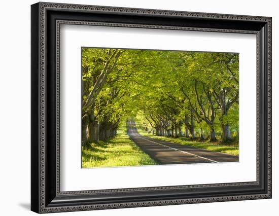 Beech Tree Avenue Early One Spring Morning, Nr Wimborne, Dorset, England. Spring-Adam Burton-Framed Photographic Print