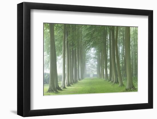 Beech Tree Avenue in Morning Mist, Cotswolds, Gloucestershire, England. Summer-Adam Burton-Framed Photographic Print