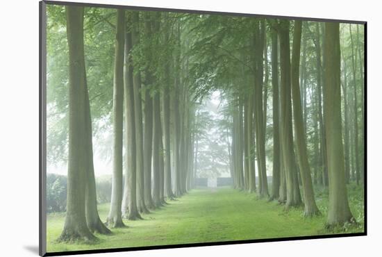 Beech Tree Avenue in Morning Mist, Cotswolds, Gloucestershire, England. Summer-Adam Burton-Mounted Photographic Print