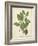 Beech Tree Foliage-John Torrey-Framed Art Print