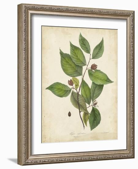 Beech Tree Foliage-John Torrey-Framed Art Print