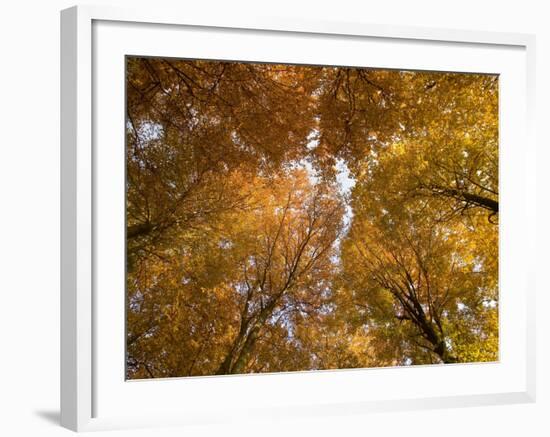 Beech Tree Forest in Autumn, Senne, Nordrhein Westfalen, Germany-Thorsten Milse-Framed Photographic Print