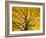 Beech Tree in Autumn, Surrey, England-Jon Arnold-Framed Photographic Print