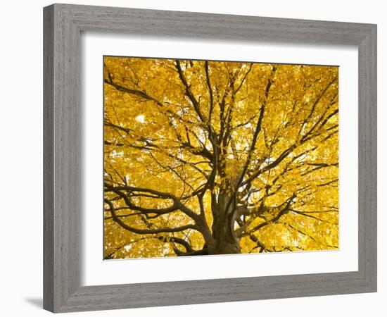 Beech Tree in Autumn, Surrey, England-Jon Arnold-Framed Photographic Print