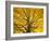 Beech Tree in Autumn, Surrey, England-Jon Arnold-Framed Photographic Print