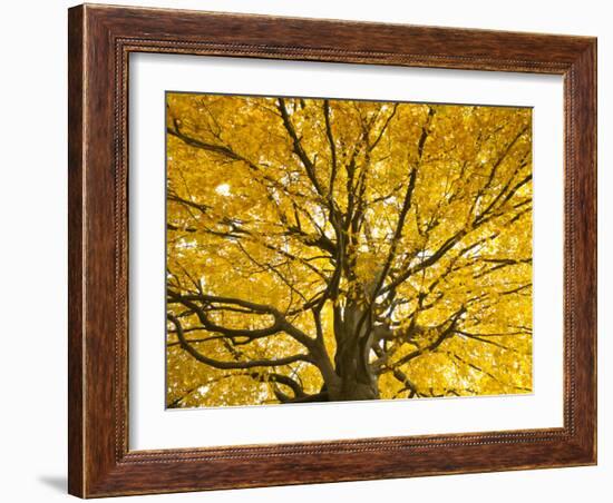 Beech Tree in Autumn, Surrey, England-Jon Arnold-Framed Photographic Print