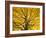 Beech Tree in Autumn, Surrey, England-Jon Arnold-Framed Photographic Print