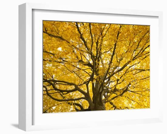 Beech Tree in Autumn, Surrey, England-Jon Arnold-Framed Photographic Print