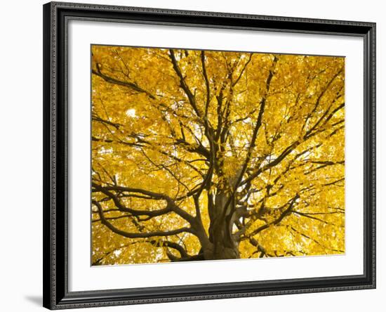 Beech Tree in Autumn, Surrey, England-Jon Arnold-Framed Photographic Print