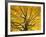 Beech Tree in Autumn, Surrey, England-Jon Arnold-Framed Photographic Print