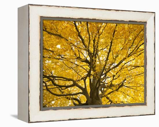 Beech Tree in Autumn, Surrey, England-Jon Arnold-Framed Premier Image Canvas