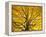 Beech Tree in Autumn, Surrey, England-Jon Arnold-Framed Premier Image Canvas