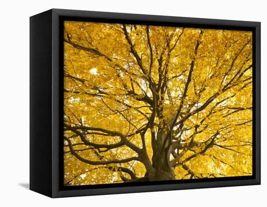 Beech Tree in Autumn, Surrey, England-Jon Arnold-Framed Premier Image Canvas