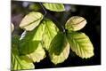 Premium Photographic Print