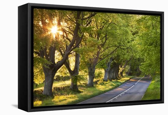 Beech Tree Lined Road in Evening Sunshine, Wimborne, Dorset, England. Spring-Adam Burton-Framed Premier Image Canvas