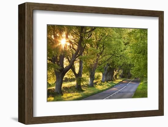 Beech Tree Lined Road in Evening Sunshine, Wimborne, Dorset, England. Spring-Adam Burton-Framed Photographic Print