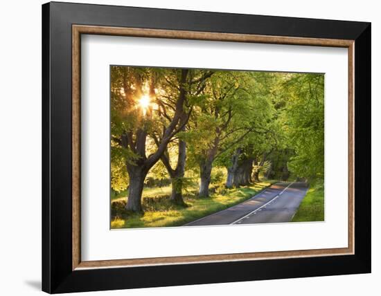 Beech Tree Lined Road in Evening Sunshine, Wimborne, Dorset, England. Spring-Adam Burton-Framed Photographic Print