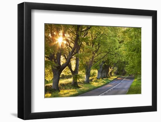 Beech Tree Lined Road in Evening Sunshine, Wimborne, Dorset, England. Spring-Adam Burton-Framed Photographic Print