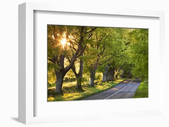 Beech Tree Lined Road in Evening Sunshine, Wimborne, Dorset, England. Spring-Adam Burton-Framed Photographic Print