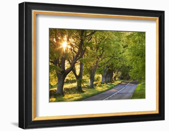 Beech Tree Lined Road in Evening Sunshine, Wimborne, Dorset, England. Spring-Adam Burton-Framed Photographic Print