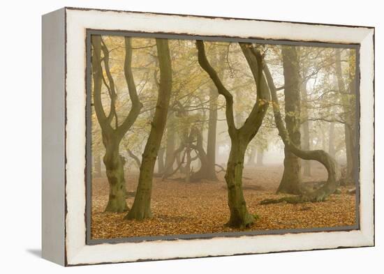 Beech Tree Trunks in Autumn Mist, Beacon Hill Country Park, the National Forest, Leicestershire, UK-Ross Hoddinott-Framed Premier Image Canvas