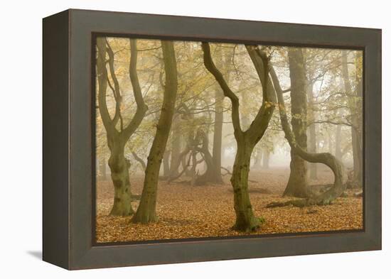 Beech Tree Trunks in Autumn Mist, Beacon Hill Country Park, the National Forest, Leicestershire, UK-Ross Hoddinott-Framed Premier Image Canvas