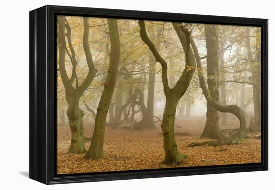 Beech Tree Trunks in Autumn Mist, Beacon Hill Country Park, the National Forest, Leicestershire, UK-Ross Hoddinott-Framed Premier Image Canvas