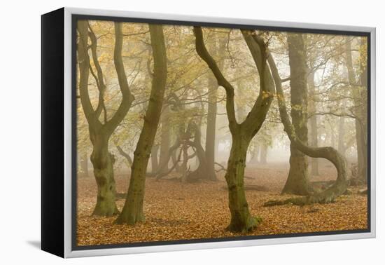 Beech Tree Trunks in Autumn Mist, Beacon Hill Country Park, the National Forest, Leicestershire, UK-Ross Hoddinott-Framed Premier Image Canvas