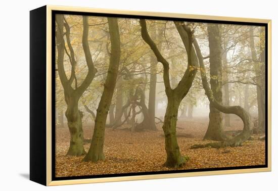 Beech Tree Trunks in Autumn Mist, Beacon Hill Country Park, the National Forest, Leicestershire, UK-Ross Hoddinott-Framed Premier Image Canvas