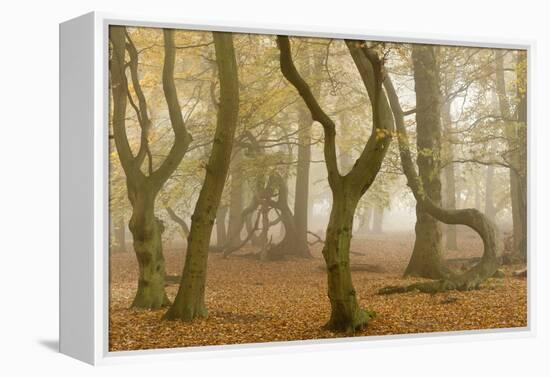 Beech Tree Trunks in Autumn Mist, Beacon Hill Country Park, the National Forest, Leicestershire, UK-Ross Hoddinott-Framed Premier Image Canvas