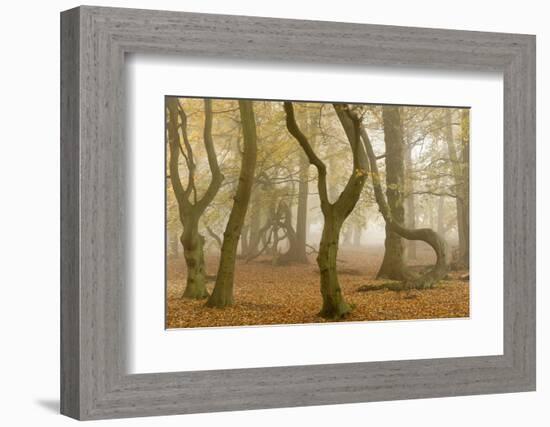 Beech Tree Trunks in Autumn Mist, Beacon Hill Country Park, the National Forest, Leicestershire, UK-Ross Hoddinott-Framed Photographic Print