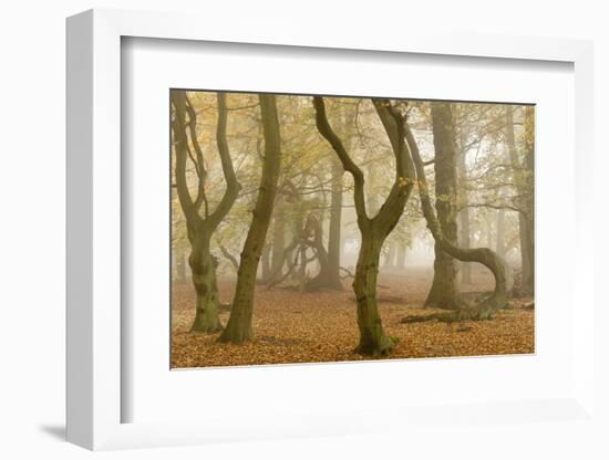 Beech Tree Trunks in Autumn Mist, Beacon Hill Country Park, the National Forest, Leicestershire, UK-Ross Hoddinott-Framed Photographic Print