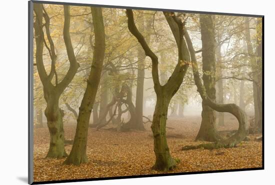 Beech Tree Trunks in Autumn Mist, Beacon Hill Country Park, the National Forest, Leicestershire, UK-Ross Hoddinott-Mounted Photographic Print